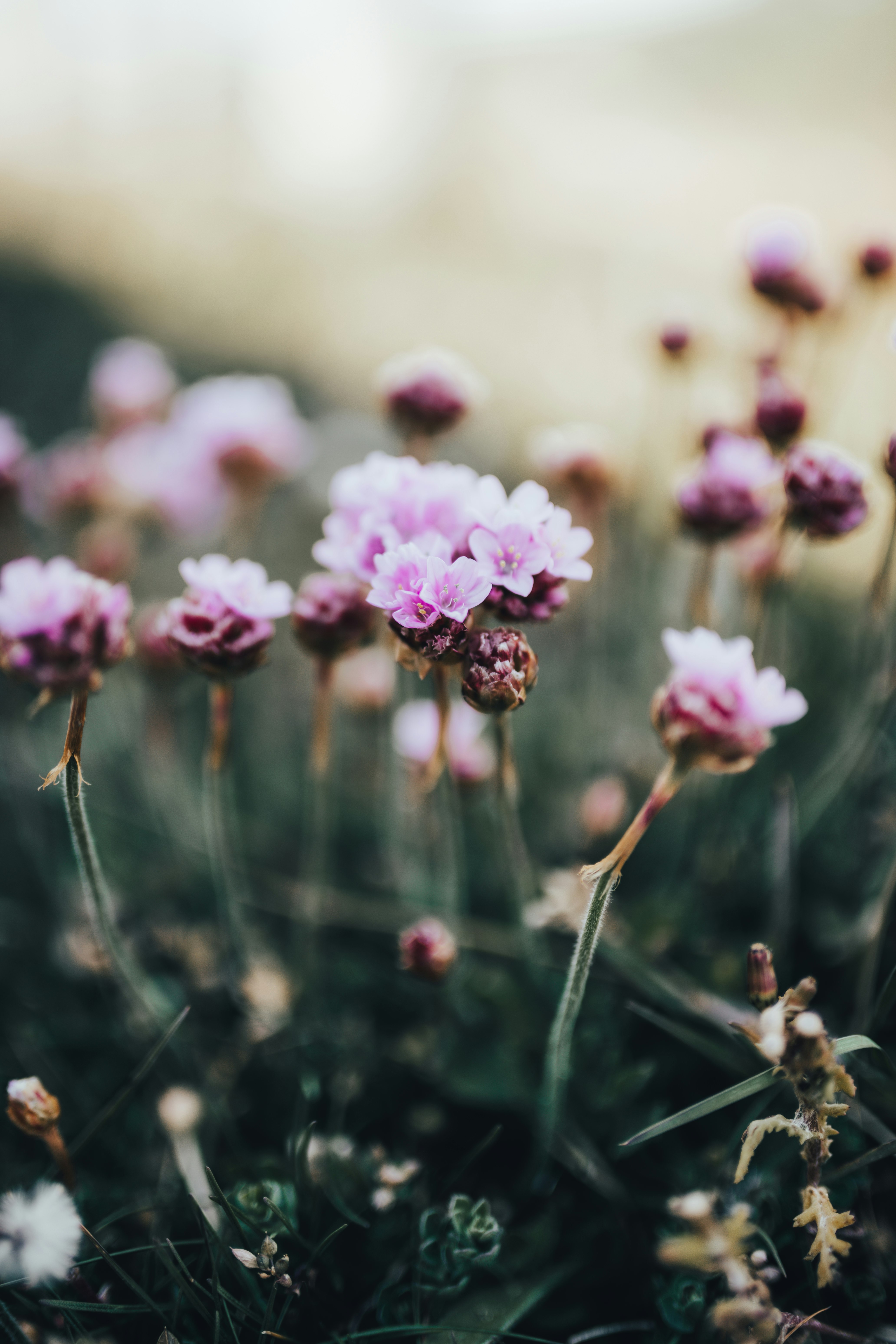 pink flowers in tilt shift lens